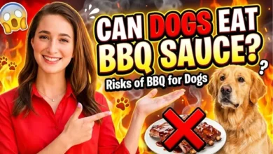 Can Dogs Eat BBQ Sauce