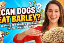 Can Dogs Eat Barley