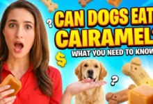 Can Dogs Eat Caramel