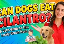 Can Dogs Eat Cilantro?