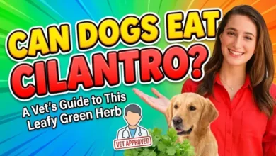 Can Dogs Eat Cilantro?
