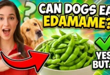 Can Dogs Eat Edamame