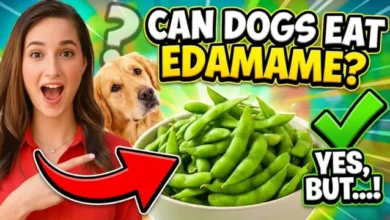 Can Dogs Eat Edamame