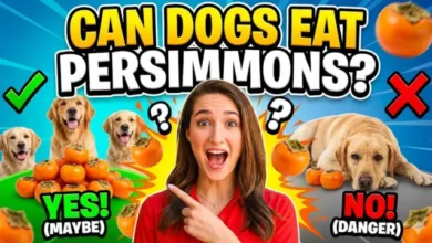 Can Dogs Eat Persimmons