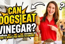 Can Dogs Eat Vinegar