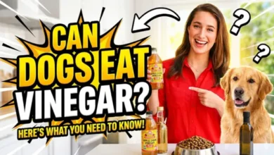 Can Dogs Eat Vinegar