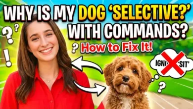 Why Is My Dog Selective With Commands