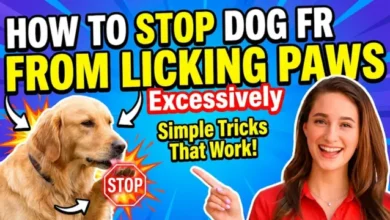 how to stop dog from licking paws