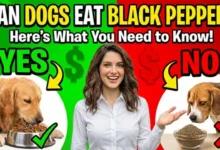 Can Dogs Eat Black Pepper?