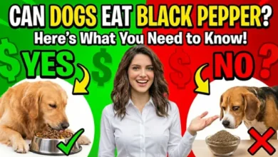 Can Dogs Eat Black Pepper?