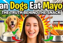 Can Dogs Eat Mayo?