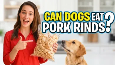 Can Dogs Eat Pork Rinds