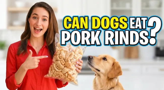 Can Dogs Eat Pork Rinds? Risks You Should Know