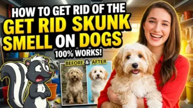 How to Get Rid of the Skunk Smell on Dogs