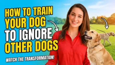 How to Train Your Dog to Ignore Other Dogs