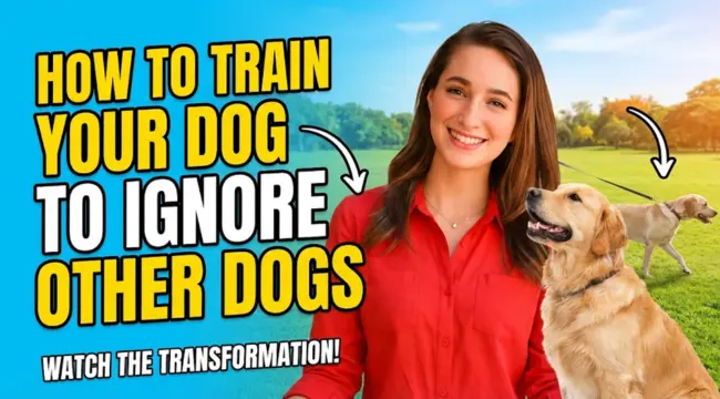 How to Train Your Dog to Ignore Other Dogs in 5 Simple Steps