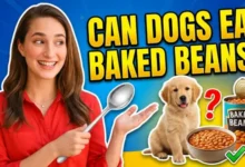 Can Dogs Eat Baked Beans?