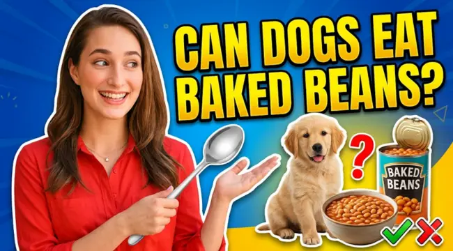 Can Dogs Eat Baked Beans?