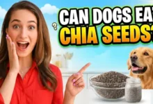 Can Dogs Eat Chia Seeds?