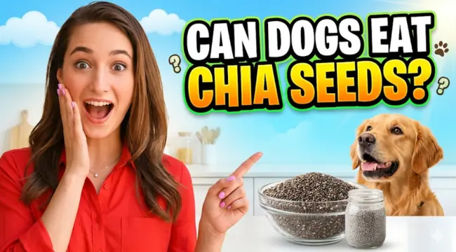 Can Dogs Eat Chia Seeds? A Vet’s Guide to Safe Serving