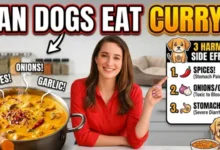 Can Dogs Eat Curry?