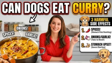 Can Dogs Eat Curry?