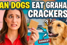 Can Dogs Eat Graham Crackers