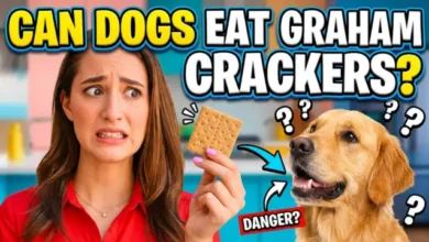 Can Dogs Eat Graham Crackers