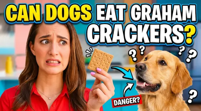 Can Dogs Eat Graham Crackers? What’s Safe, What’s Risky, and When to Call Your Vet