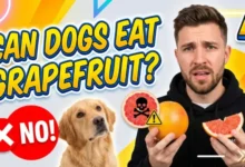 Can Dogs Eat Grapefruit
