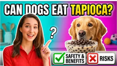 Can Dogs Eat Tapioca