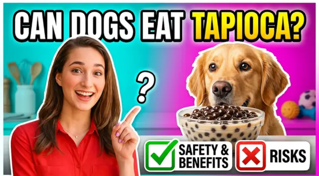 Can Dogs Eat Tapioca? Safety, Risks, and Health Benefits Explained