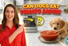 Can Dogs Eat Tomato Sauce