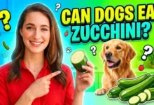 Can Dogs Eat Zucchini?