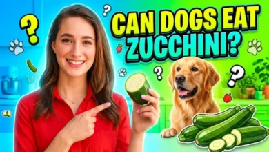 Can Dogs Eat Zucchini?