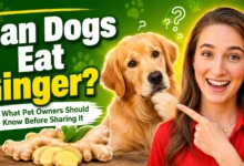 can dogs eat ginger