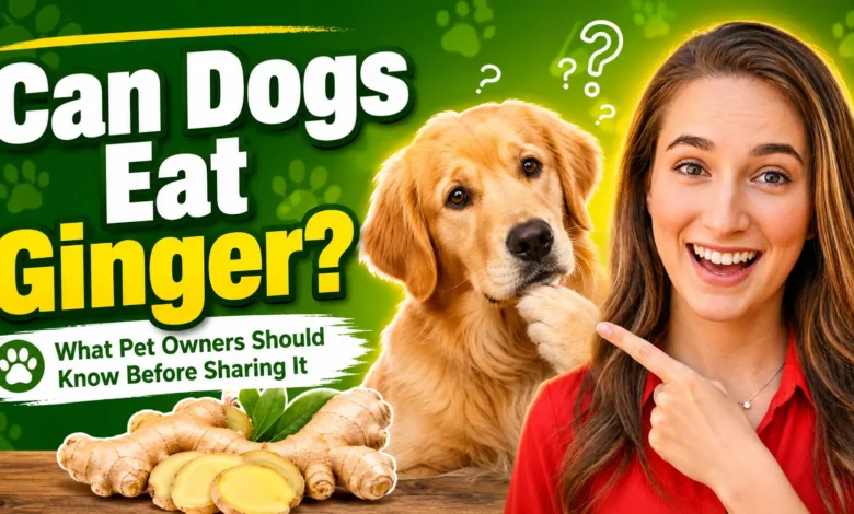 can dogs eat ginger