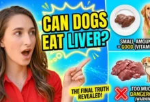 can dogs eat liver