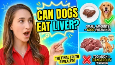 can dogs eat liver