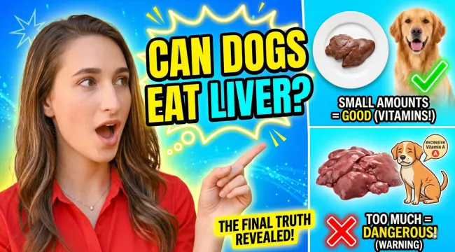Can Dogs Eat Liver? How to Feed Liver to Your Dog