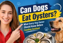 Can Dogs Eat Oysters