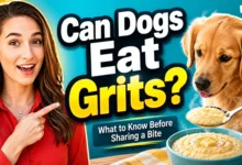 can dogs eat grits