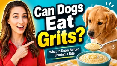 can dogs eat grits
