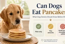 Can Dogs Eat Pancakes