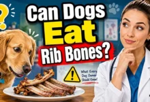 Can Dogs Eat Rib Bones