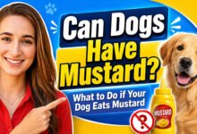 Can Dogs Have Mustard? Vet-Approved Safety Guide