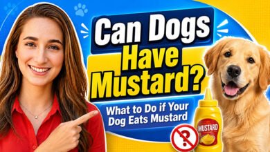 Can Dogs Have Mustard? Vet-Approved Safety Guide