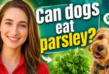 can dogs eat parsley?