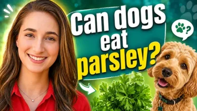 can dogs eat parsley?