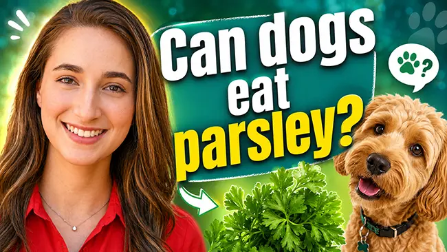 Can Dogs Eat Parsley? Benefits, Risks, and Safe Use